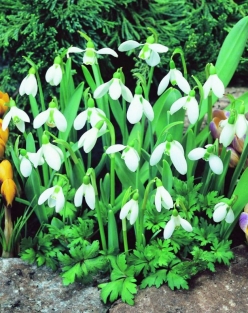 Galanthus Elwessii